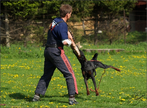 Dogs in training 5/2008